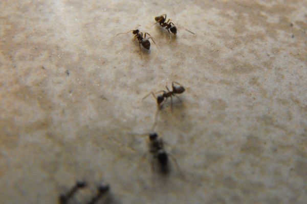 Brown ants on a household surface