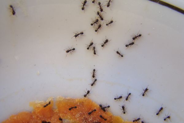 Brown ants feeding on sugar in a bowl