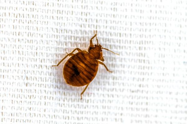 Single bed bug on white woven fabric