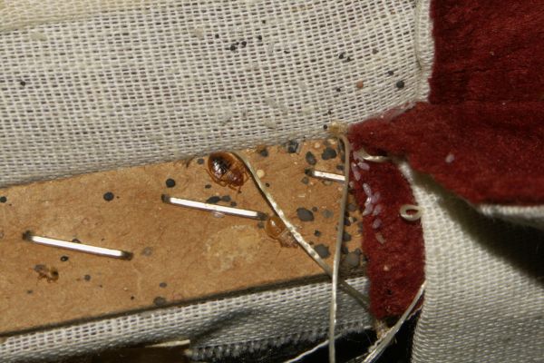 Bed bugs and their eggs in and around a furniture joint