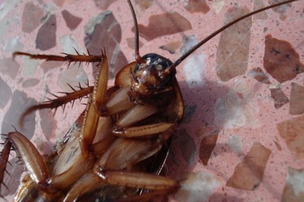 Close up of cockroach on its back