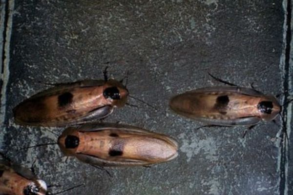 Light brown cockroaches with darker brown spots
