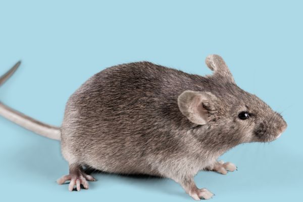 Small grey house mouse