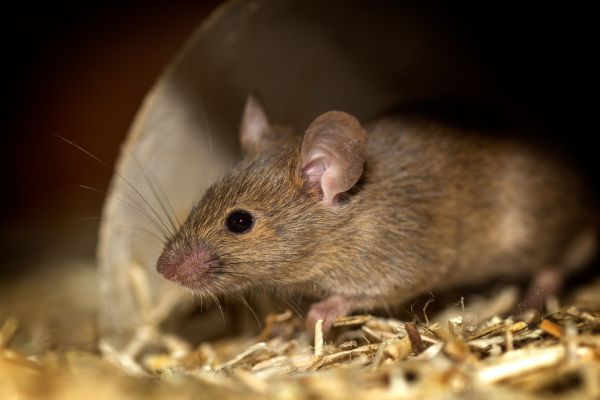 House mouse on sawdust